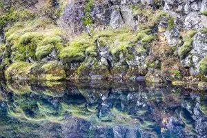 Golden Circle Route Gallery: Reflection of Icelandic moss and flora in Pingvallavatn lake, Pingvellir