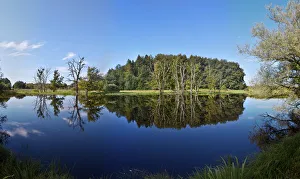 Reflection of trees in swamp, Starnberg Lake, Upper Bavaria, Bavaria, Germany Reflection of trees in swamp, Starnberg Lake, Upper Bavaria, Bavaria, Germany