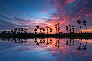 Reflections of Jaggery Trees on Beautiful Sunrise Reflections of Jaggery Trees on Beautiful Sunrise