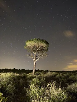 Regeneration of forest burned a starry night Regeneration of forest burned a starry night