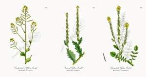 Reichenbachas Yellow Rocket, Barbarea Arcuata, Victorian Botanical Illustration, 1863 Reichenbachas Yellow Rocket, Barbarea Arcuata, Victorian Botanical Illustration, 1863