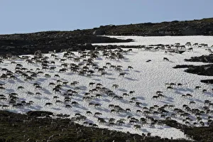 Reindeer -Rangifer tarandus- crossing a snowfield, North Norway, Norway Reindeer -Rangifer tarandus- crossing a snowfield, North Norway, Norway