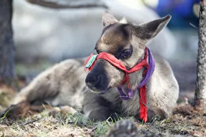 Reindeer -Rangifer tarandus-, reindeer calf of the Dhuka, Khovsgol Aimag, Mongolia Reindeer -Rangifer tarandus-, reindeer calf of the Dhuka, Khovsgol Aimag, Mongolia