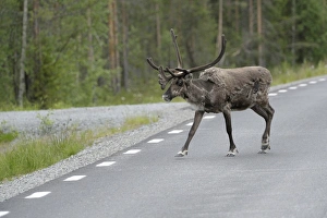 Reindeer (Rangifer tarandus) on the road, Northern Norway, Norway, Scandinavia, Europe Reindeer (Rangifer tarandus) on the road, Northern Norway, Norway, Scandinavia, Europe