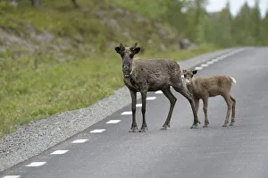 Reindeer (Rangifer tarandus) with young on the road, Northern Norway, Norway, Scandinavia Reindeer (Rangifer tarandus) with young on the road, Northern Norway, Norway, Scandinavia