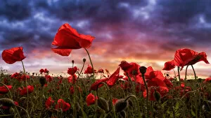 Nature & Wildlife Gallery: Red Poppies