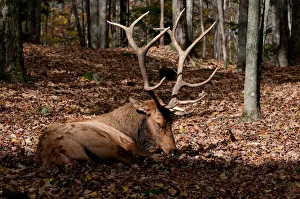 <b class=qtipBold><figcaption>Resting Bull Elk</figcaption></b><br>A Bull Elk is exhausted after the season rut.<br><em>© Copyright 2015</em> Resting Bull Elk