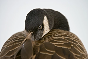 <b class=qtipBold><figcaption>Resting Canada Goose</figcaption></b><br>A Canada Goose is resting with it's head down on it back.<br><em>© copyright 2013</em> Resting Canada Goose