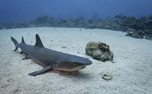 <b class=qtipBold><figcaption>Resting Whitetip</figcaption></b><br>Whitetip reef shark resting on the sandy bottom.<br><em>© 2016 WILDESTANIMAL</em> Resting Whitetip