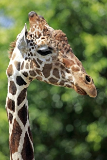 Reticulated Giraffe -Giraffa camelopardalis reticulata-, adult, portrait, captive, Miami Reticulated Giraffe -Giraffa camelopardalis reticulata-, adult, portrait, captive, Miami