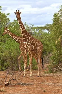 Reticulated Giraffes -Giraffa camelopardalis reticulata-, Samburu National Reserve, Kenya Reticulated Giraffes -Giraffa camelopardalis reticulata-, Samburu National Reserve, Kenya
