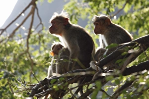 Rhesus macaques or Rhesus monkeys -Macaca mulatta-, Courtallam, Western Ghats, Tamil Nadu, Tamilnadu, South India Rhesus macaques or Rhesus monkeys -Macaca mulatta-, Courtallam, Western Ghats, Tamil Nadu, Tamilnadu, South India