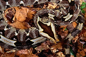 The Rhinoceros viper (Bitis nasicornis)  Exotic birds, Wild birds,  Beautiful birds