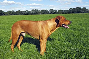 Rhodesian Ridgeback dog (Canis lupus familiaris), male, domestic dog Rhodesian Ridgeback dog (Canis lupus familiaris), male, domestic dog