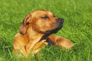 Rhodesian Ridgeback, two year-old male, portrait Rhodesian Ridgeback, two year-old male, portrait