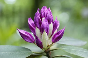 Rhododendron -Rhododendron-, flower bud, North Rhine-Westphalia, Germany Rhododendron -Rhododendron-, flower bud, North Rhine-Westphalia, Germany