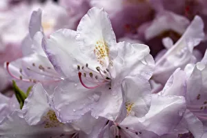 Rhododendron -Rhododendron-, flowering, North Rhine-Westphalia, Germany Rhododendron -Rhododendron-, flowering, North Rhine-Westphalia, Germany