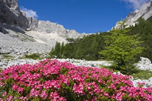 Rhododendrons, Garland Rhododendron, Hairy Alpine-rose, Alpen Rose, Alpine Rose, Alpenrose Rhododendrons, Garland Rhododendron, Hairy Alpine-rose, Alpen Rose, Alpine Rose, Alpenrose