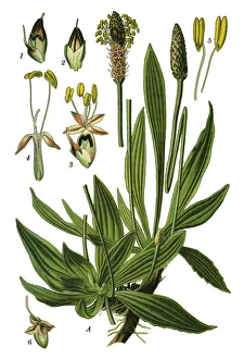ribwort plantain, plantain, narrowleaf plantain, English plantain, ribleaf, lambs tongue ribwort plantain, plantain, narrowleaf plantain, English plantain, ribleaf, lambs tongue
