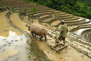 Rice farmer plowing his rice paddy with the help of a water buffalo, rice terraces Rice farmer plowing his rice paddy with the help of a water buffalo, rice terraces