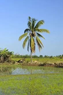 Rice paddy in front of tropical palm tree, Morondava, Madagascar, Africa Rice paddy in front of tropical palm tree, Morondava, Madagascar, Africa
