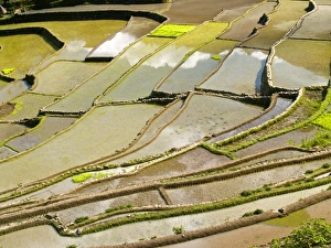 Rice terrace reflections in Batad, Banaue Rice terrace reflections in Batad, Banaue