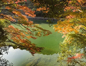 Images Dated 24th November 2014: Rich autumnal foliage at Arashiyama, Kyoto, Japan