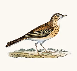 <b class=qtipBold><figcaption>Richard's Pipit</figcaption></b><br>A photograph of an original hand-colored engraving from The History of British Birds by Morris published in 1853-1891.<br><em>© mashuk</em> Richard's Pipit