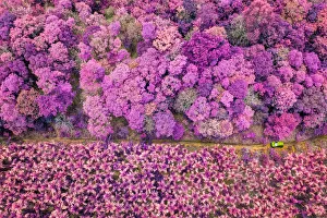 Images Dated 27th January 2019: A ride through the forest, captured by a drone