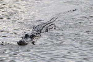 Ridges on back of swimming American alligator, Alligator mississippiensis, blend into waves on water surface Ridges on back of swimming American alligator, Alligator mississippiensis, blend into waves on water surface
