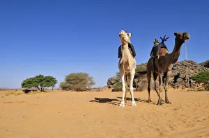 Two riding camels in a vadi or wadi, Arabic term for valley, of Adrar Tekemberet, Immidir Two riding camels in a vadi or wadi, Arabic term for valley, of Adrar Tekemberet, Immidir