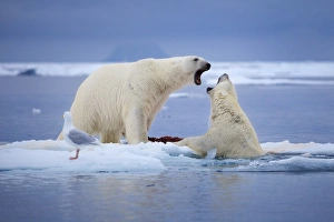 <b class=qtipBold><figcaption>Rights for the Ice</figcaption></b><br>Two polar bears fight over a seal carcass in the Svalbard Archipelago.<br><em>© 2012 Chase Dekker Wild-Life Images</em> Rights for the Ice