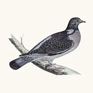 <b class=qtipBold><figcaption>Ring dove bird</figcaption></b><br>A photograph of an original hand-colored engraving from The History of British Birds by Morris published in 1853-1891.<br><em>© mashuk</em> Ring dove bird