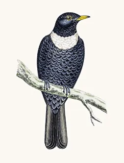 <b class=qtipBold><figcaption>Ring Ouzel bird</figcaption></b><br>A photograph of an original hand-colored engraving from The History of British Birds by Morris published in 1853-1891.<br><em>© mashuk</em> Ring Ouzel bird