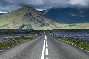 Ring road, Nootka lupine -Lupinus nootkatensis- at Vik i Myrdal, South Coast, Iceland, Europe Ring road, Nootka lupine -Lupinus nootkatensis- at Vik i Myrdal, South Coast, Iceland, Europe