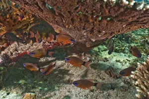 Ring-tailed Cardinalfish -Apogon aureus-, Gulf of Oman, Oman Ring-tailed Cardinalfish -Apogon aureus-, Gulf of Oman, Oman