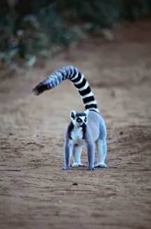 <b class=qtipBold><figcaption>Ring-tailed lemur (Lemur catta)</figcaption></b><br>ar9649-001<br><em>© This content is subject to copyright.</em> Ring-tailed lemur (Lemur catta)