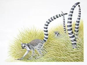 Ring-tailed lemurs, Lemur catta, with their black and white tails stuck up in the air Ring-tailed lemurs, Lemur catta, with their black and white tails stuck up in the air