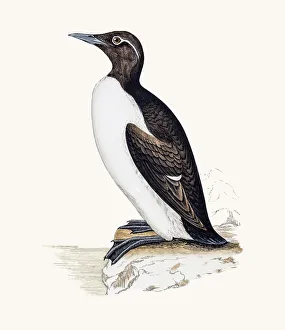 <b class=qtipBold><figcaption>Ringed Guillemot bird</figcaption></b><br>A photograph of an original hand-colored engraving from The History of British Birds by Morris published in 1853-1891.<br><em>© mashuk</em> Ringed Guillemot bird