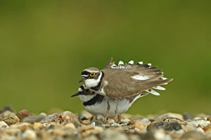 Ringed Plover -Charadrius dubius-, breeding pair in courtship on a gravel bank, Dessau-Rosslau, Saxony-Anhalt, Germany Ringed Plover -Charadrius dubius-, breeding pair in courtship on a gravel bank, Dessau-Rosslau, Saxony-Anhalt, Germany