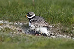 Ringed Plover -Charadrius hiaticula- with its chicks gathered under its wings