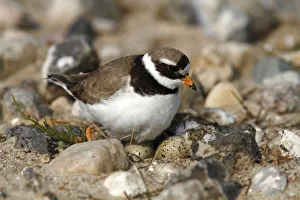 Ringed Plover -Charadrius hiaticula- sitting on its nest with two eggs and a hatched chick Ringed Plover -Charadrius hiaticula- sitting on its nest with two eggs and a hatched chick