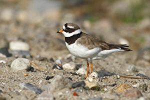 Ringed Plover -Charadrius hiaticula- standing on rocky ground, Schleswig-Holstein, Germany Ringed Plover -Charadrius hiaticula- standing on rocky ground, Schleswig-Holstein, Germany