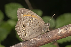 Ringlet -Aphantopus hyperantus- resting, near Lake Kerkini, Greece, Europe Ringlet -Aphantopus hyperantus- resting, near Lake Kerkini, Greece, Europe