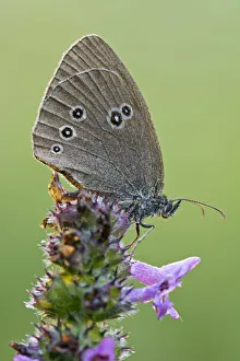 Ringlet -Aphantopus hyperantus-, Tyrol, Austria Ringlet -Aphantopus hyperantus-, Tyrol, Austria