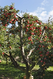Ripe apples on an apple tree, Oberschwarzach, Steigerwald, Lower Franconia, Bavaria Ripe apples on an apple tree, Oberschwarzach, Steigerwald, Lower Franconia, Bavaria