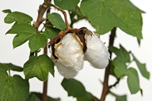 Ripe fruit capsules of the cotton plant -Gossypium herbaceum- Ripe fruit capsules of the cotton plant -Gossypium herbaceum-