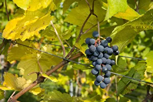 Ripe grapes hanging on the vine, vineyard, Baden-Wurttemberg, Germany Ripe grapes hanging on the vine, vineyard, Baden-Wurttemberg, Germany