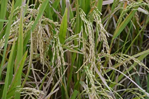 Ripe Rice grains on Rice plants -Oryza sativa-, rice paddy, Munduk, North Bali, Bali Ripe Rice grains on Rice plants -Oryza sativa-, rice paddy, Munduk, North Bali, Bali