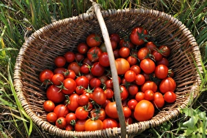 Ripe tomatoes -Solanum lycopersicum- in a basket, Mecklenburg-Western Pomerania, Germany Ripe tomatoes -Solanum lycopersicum- in a basket, Mecklenburg-Western Pomerania, Germany